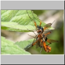 Tanyptera atrata - Holzschnake 05c Paarung OS-Wallenhorst Tongrube.jpg